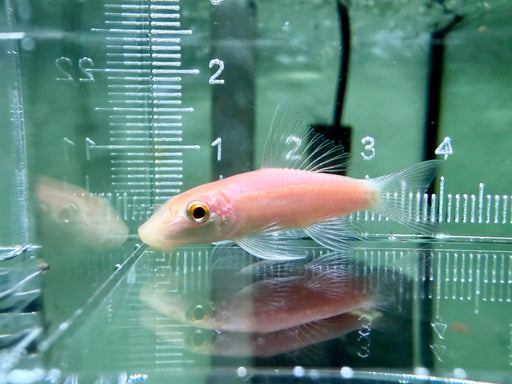 * Pleco * Albino Golden Algae Eater “Short Body” 4-5cm