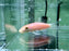 * Pleco * Albino Golden Algae Eater “Short Body” 4-5cm
