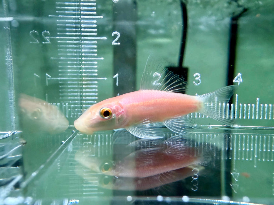 * Pleco * Albino Golden Algae Eater “Short Body” 4-5cm