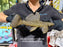 * Pleco *  Megalancistrus cf Barrae #MEGABAR03 30cm (Actual piece)