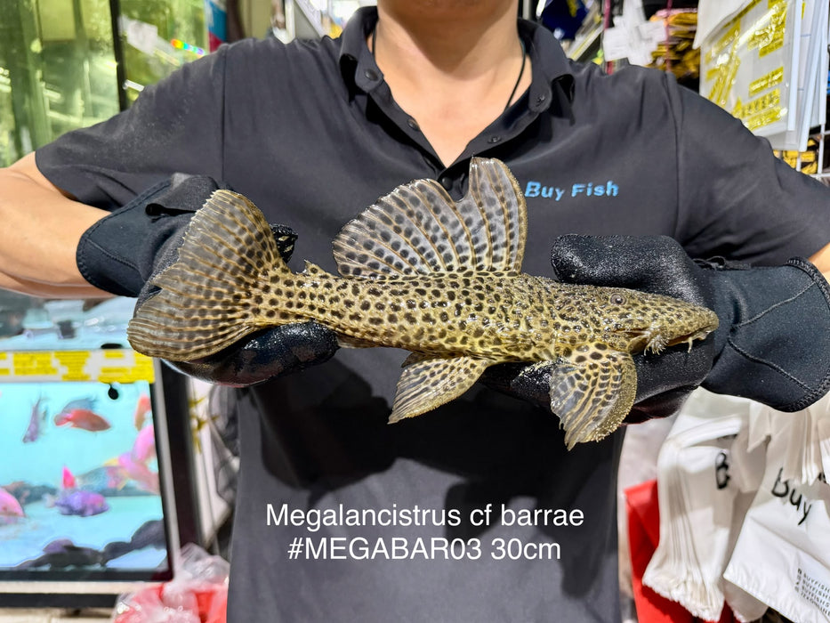 * Pleco *  Megalancistrus cf Barrae #MEGABAR03 30cm (Actual piece)