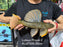 * Pleco *  Hypostomus Luteus phase 2 29cm #LUTP226 (Actual Piece)