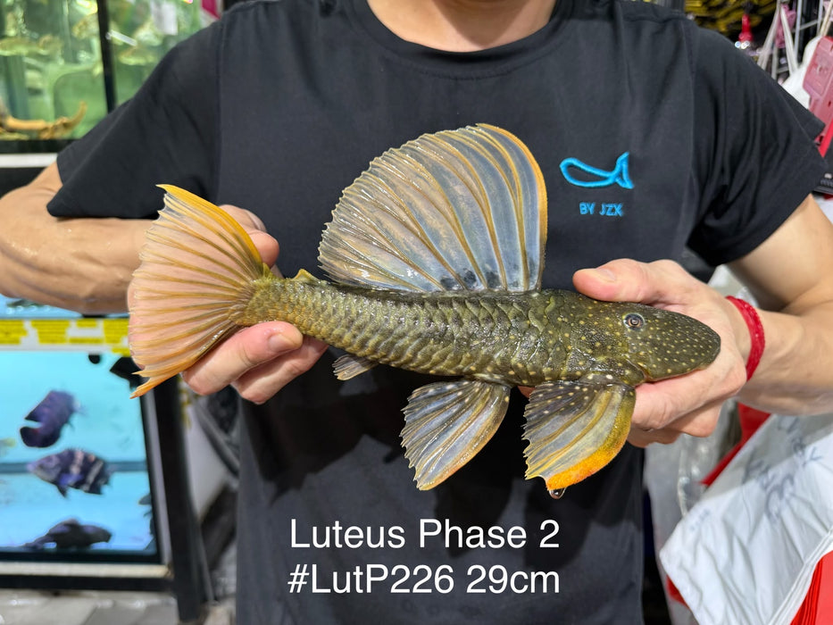 * Pleco *  Hypostomus Luteus phase 2 29cm #LUTP226 (Actual Piece)