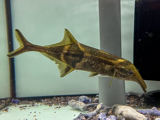 * Other Species * Campylomormyrus tamandua 15cm