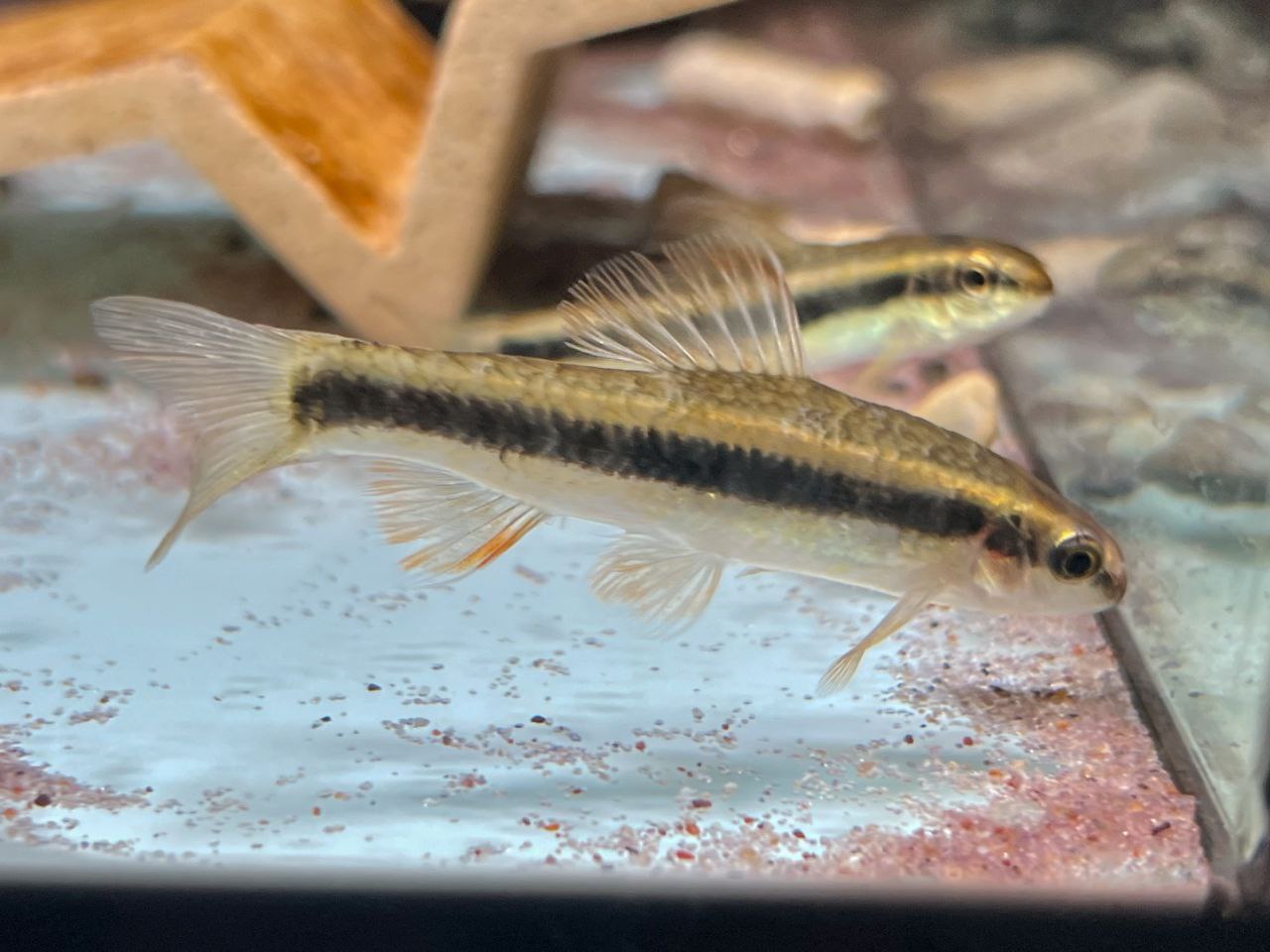* Other Species * Sarocheilichthys parvus (Chinese golden flying fox) 5-6cm