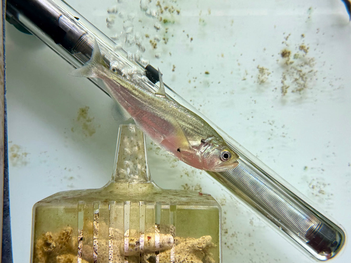 * Other Species * Hydrolycus scomberoides (Scombs) 8-10cm