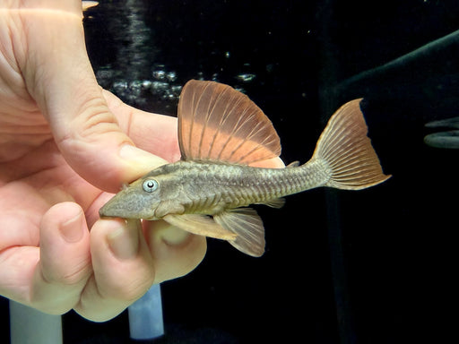* Pleco *  L137 10-12cm