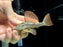 * Pleco *  L137 10-12cm
