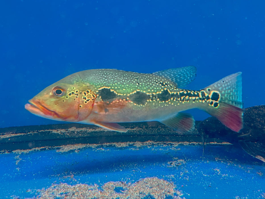 * Cichlid * Cichla mirianae FOGO peacock bass 32-35cm