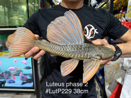 * Pleco *  Hypostomus Luteus phase 2 38cm #LUTP229 (Actual Piece)