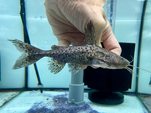 * Catfish *  Pterodoras granulosus (Granulosus Catfish) 15-16cm