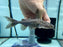 * Catfish *  Pterodoras granulosus (Granulosus Catfish) 15-16cm