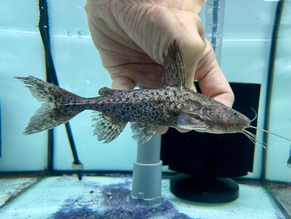 * Catfish *  Pterodoras granulosus (Granulosus Catfish) 15-16cm