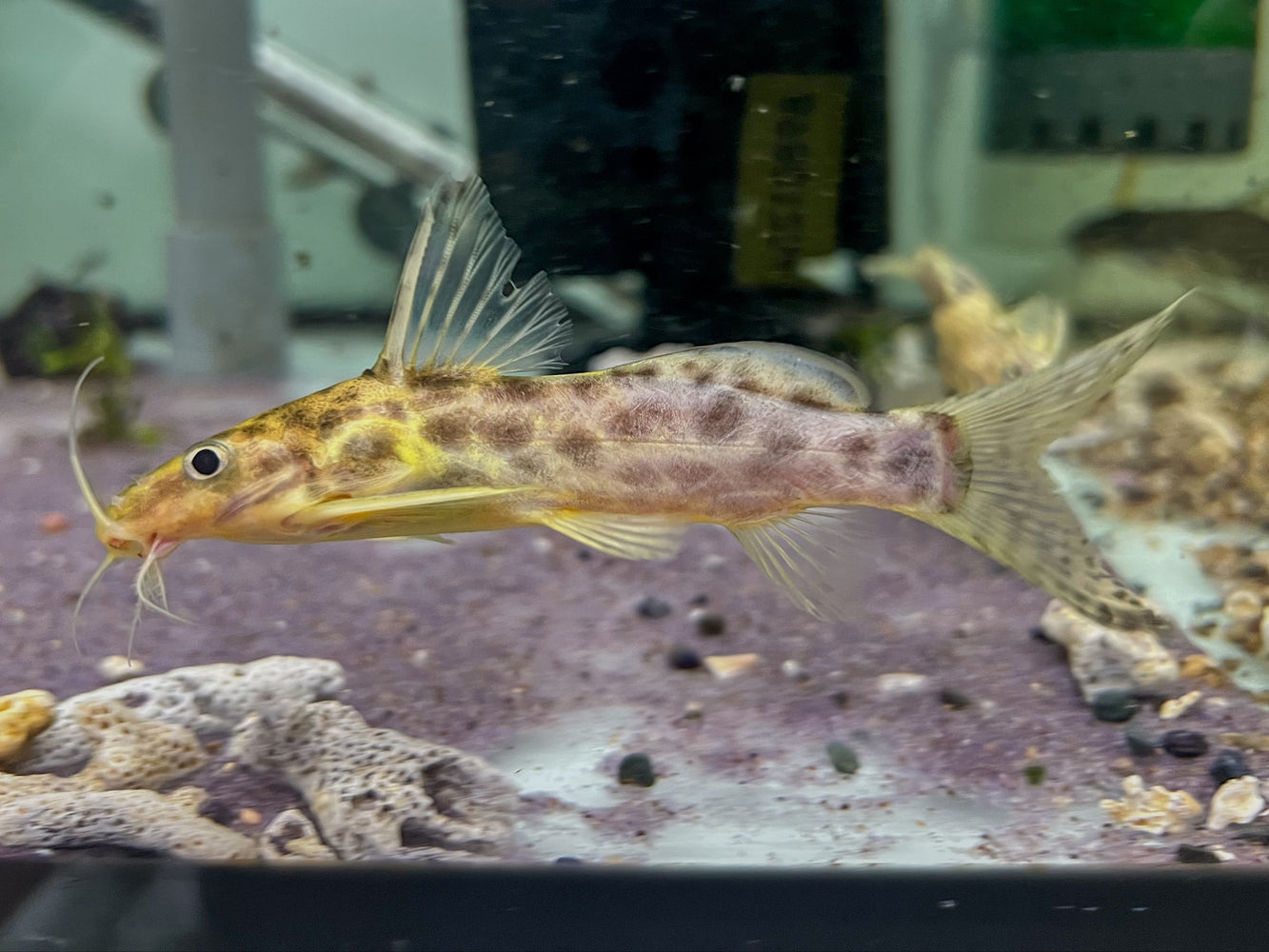 * Catfish *  Synodontis soloni (Scissortail synodontis) 12cm