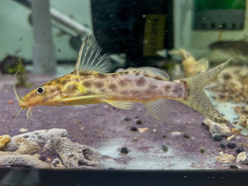 * Catfish *  Synodontis soloni (Scissortail synodontis) 12cm