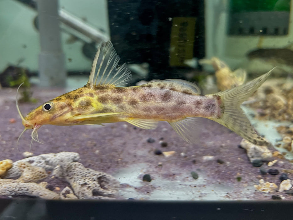 * Catfish *  Synodontis soloni (Scissortail synodontis) 12cm