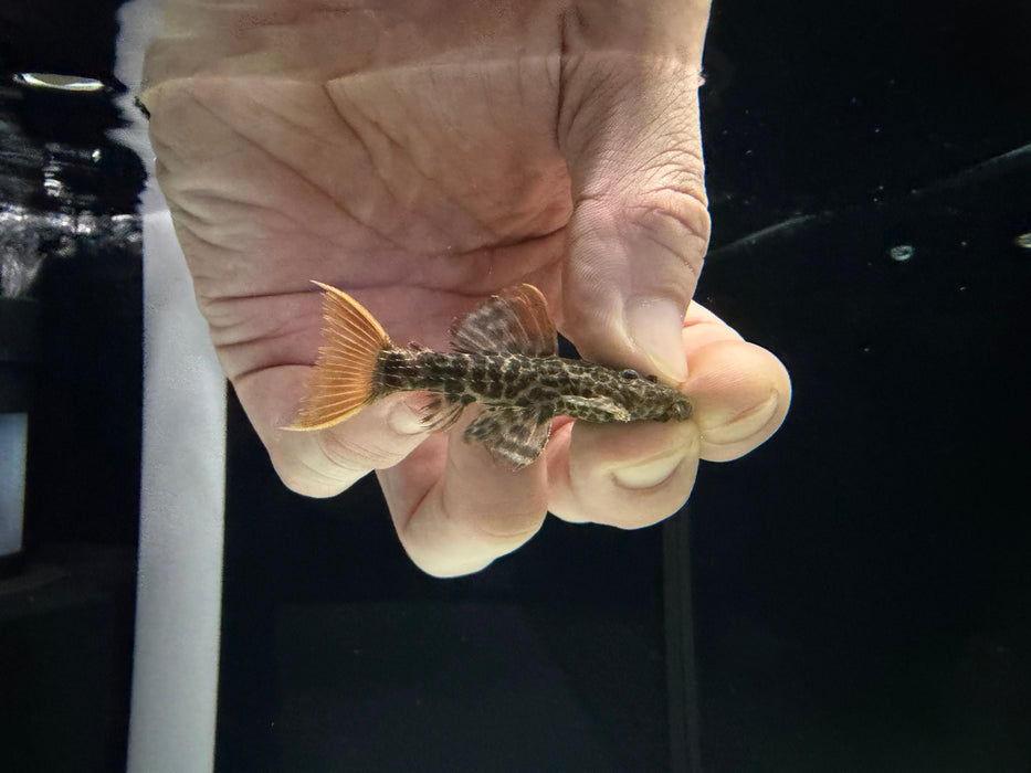 * Pleco *  Pseudacanthicus sp. L600 6-8cm
