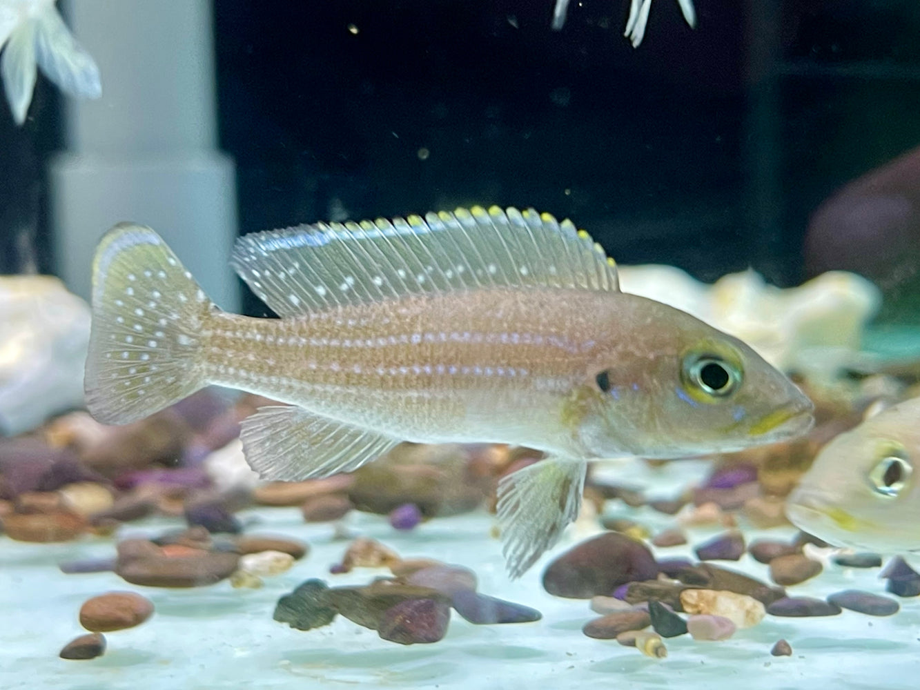 * Cichlids * Neolamprologus tetracanthus (Fourspine cichlid) 5-6cm