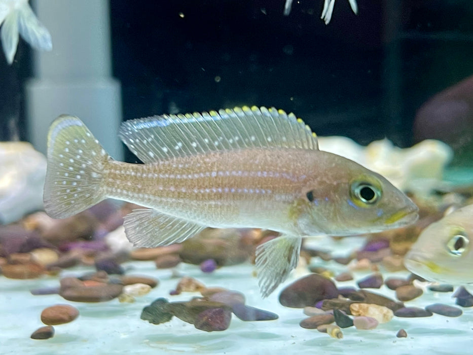 * Cichlids * Neolamprologus tetracanthus (Fourspine cichlid) 5-6cm