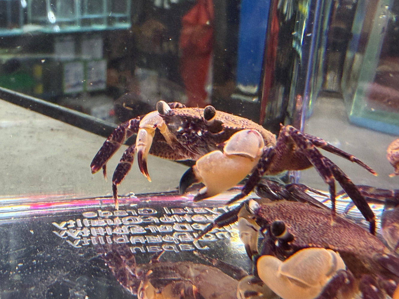 * Shrimps * Syntripsa Flavichela (Towuti White-Claw Crab)