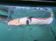* Catfish * Clarias gariepinus PIEBALD Marbled African Sharptooth Catfish "MooMoo" Catfish (28-30cm)