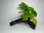 * Plants* Anubias Golden Nana on Spiderwood #85
