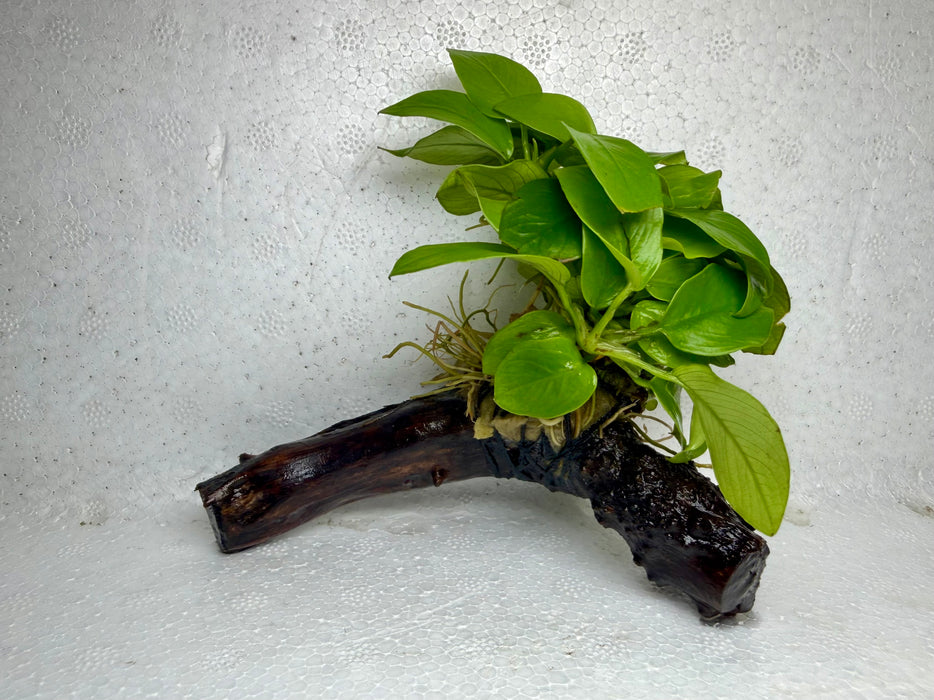 * Plants* Anubias Golden Nana on Spiderwood #85
