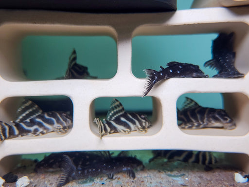 * Pleco *  L129 5-6cm