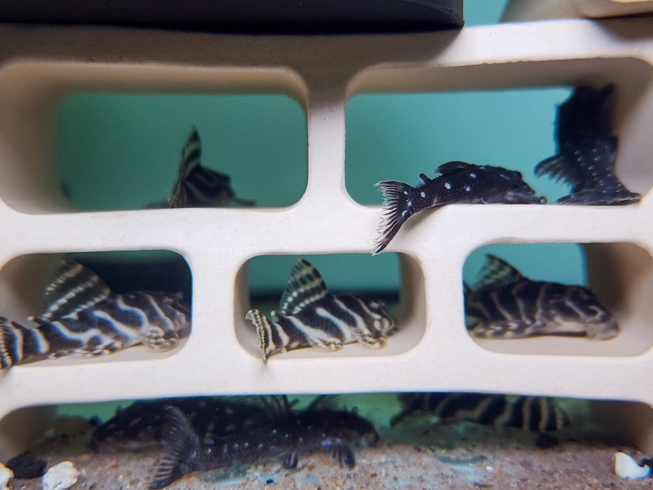 * Pleco *  L129 5-6cm