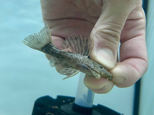 * Pleco * L96 6-8cm