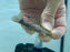 * Pleco * L96 6-8cm