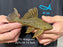 * Pleco *  Panaque armbrusteri (L27C Araguaia GOLDLINE) 14.5cm #27c14 (Actual piece)