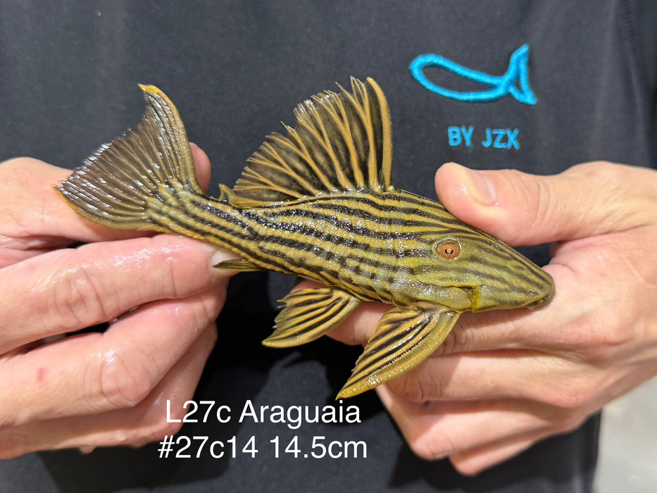 * Pleco *  Panaque armbrusteri (L27C Araguaia GOLDLINE) 14.5cm #27c14 (Actual piece)
