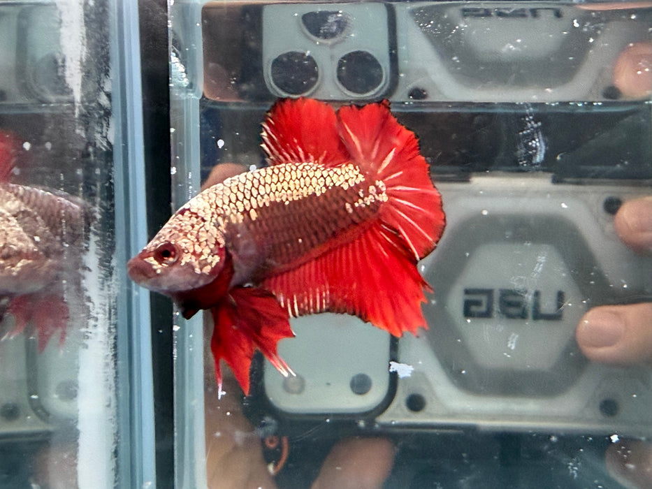 * Betta * HMPK (Actual Fish) #43