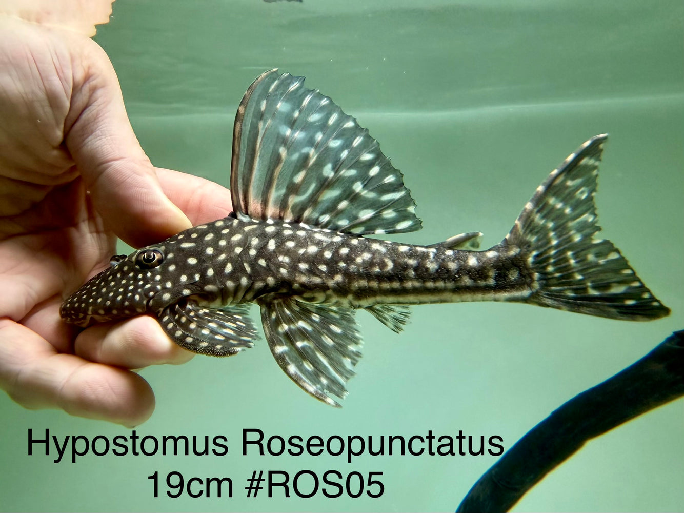 * Pleco *  Hypostomus Roseopunctatus 19cm #ROS05 (Actual piece)