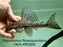 * Pleco *  Hypostomus Roseopunctatus 19cm #ROS05 (Actual piece)