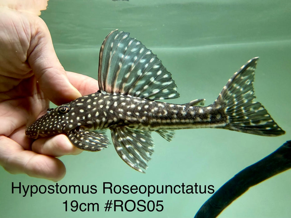 * Pleco *  Hypostomus Roseopunctatus 19cm #ROS05 (Actual piece)