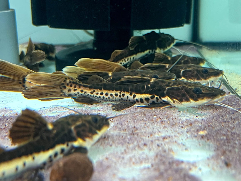 * Catfish *  Phractocephalus hemioliopterus X Pseudoplatystoma fasciatum (RTC X TSN) 6-10cm