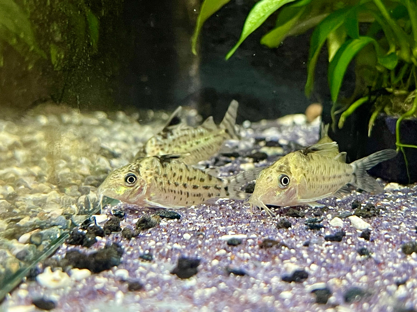 * Corydoras *  Brochis Agassizii