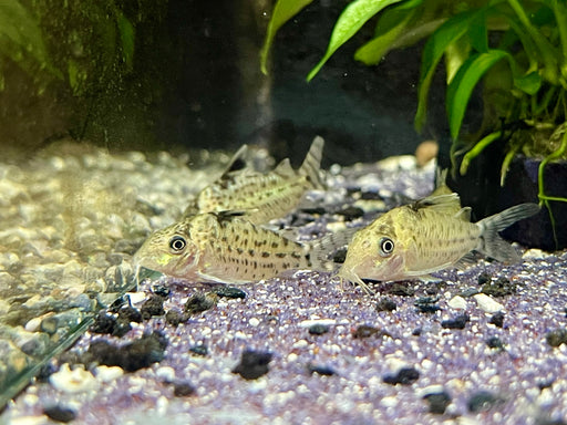 * Corydoras *  Brochis Agassizii