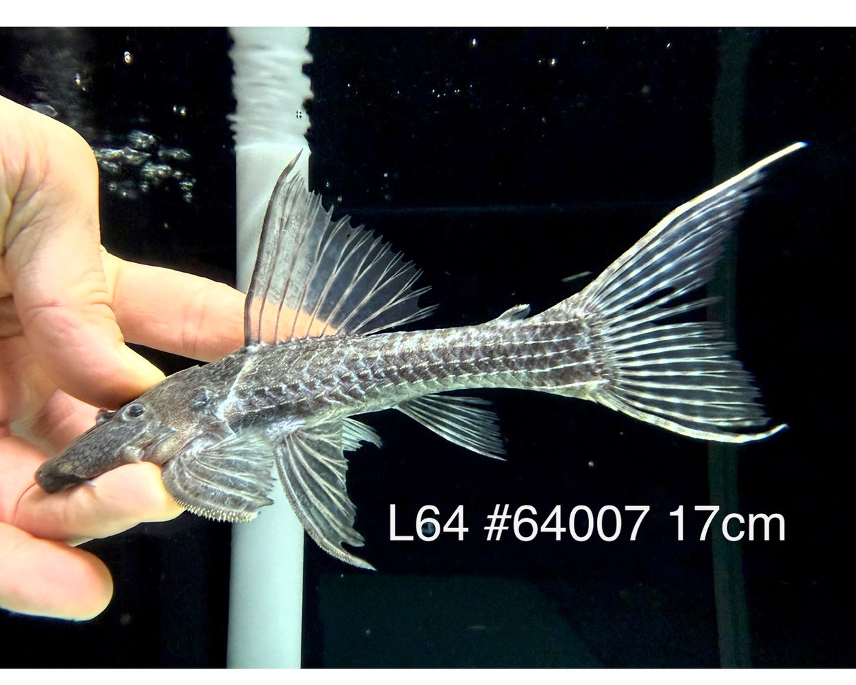 * Pleco * Pseudacanthicus sp. L64 (17cm) #64007 (Actual Piece)