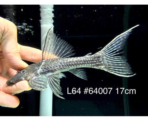 * Pleco * Pseudacanthicus sp. L64 (17cm) #64007 (Actual Piece)