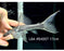 * Pleco * Pseudacanthicus sp. L64 (17cm) #64007 (Actual Piece)