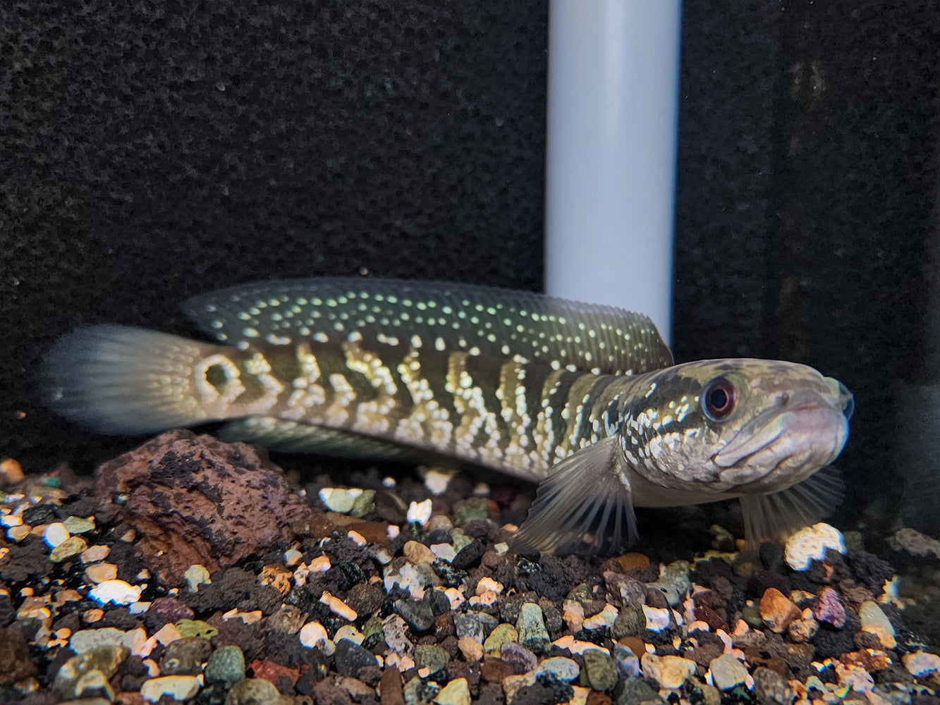 * Channa * Channa Asiatica white spots 12-15cm