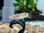 * Other Species *  Apricaphanius Saourensis (Sahara Pearl Killifish) 2-3cm