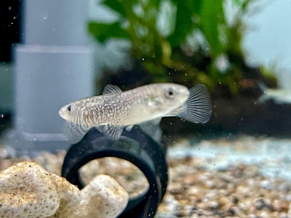 * Other Species *  Apricaphanius Saourensis (Sahara Pearl Killifish) 2-3cm