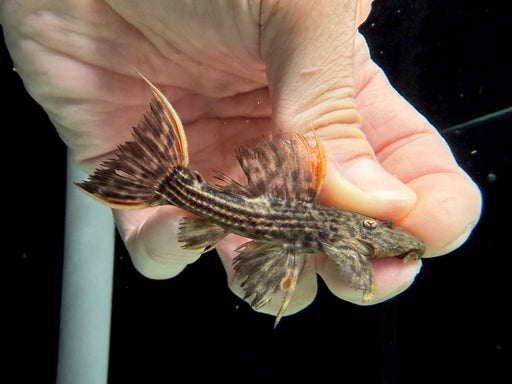 * Pleco *  Pseudacanthicus pirarara (L25) 7 pointer 8-10cm