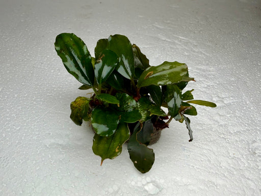 * Plants * Bucep Sp. Brownie Ghost on rock S #BBGS