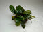 * Plants * Bucep Sp. Brownie Ghost on rock S #BBGS