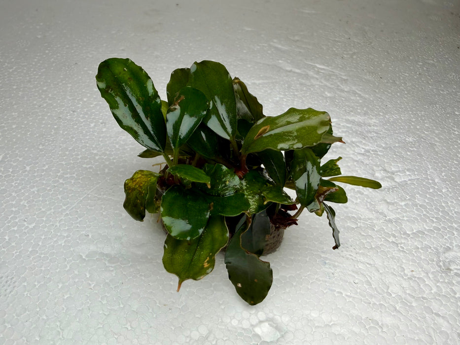 * Plants * Bucep Sp. Brownie Ghost on rock S #BBGS